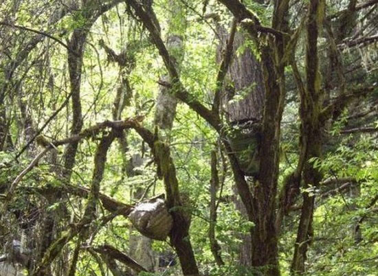 Picture 9 of The 10 weirdest burial procedures in the world