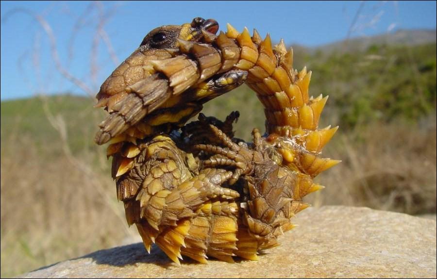 Picture 7 of The 10 weirdest 'monsters' on the planet
