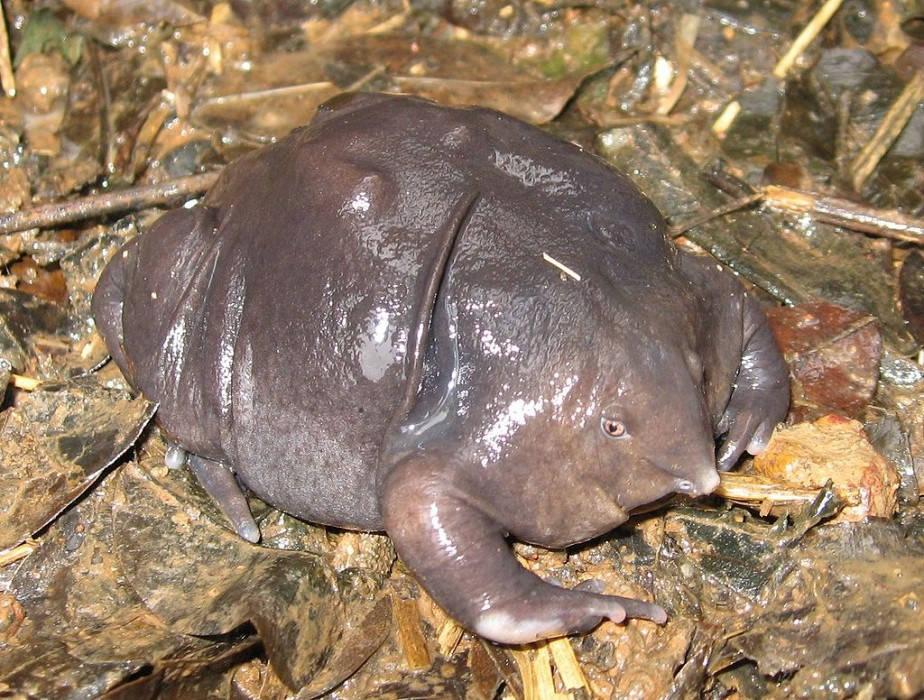 Picture 8 of The 10 weirdest 'monsters' on the planet