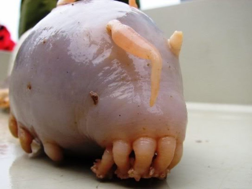 Picture 9 of The 10 weirdest 'monsters' on the planet