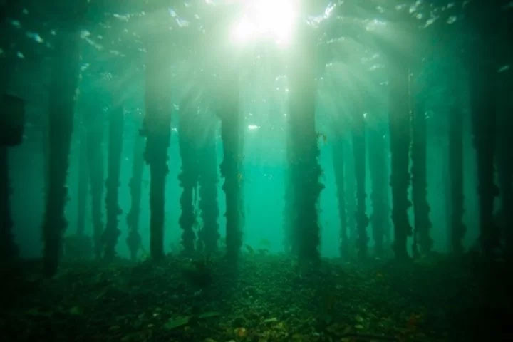 Picture 1 of The 10,000-year-old forest sinks under the sea