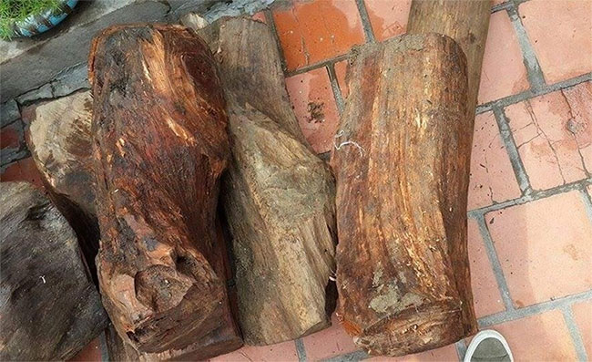 Picture 12 of The 12 most rare and expensive woods in the world