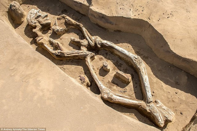 Picture 1 of The 1,300-year-old twisted skeleton made the archeology confused