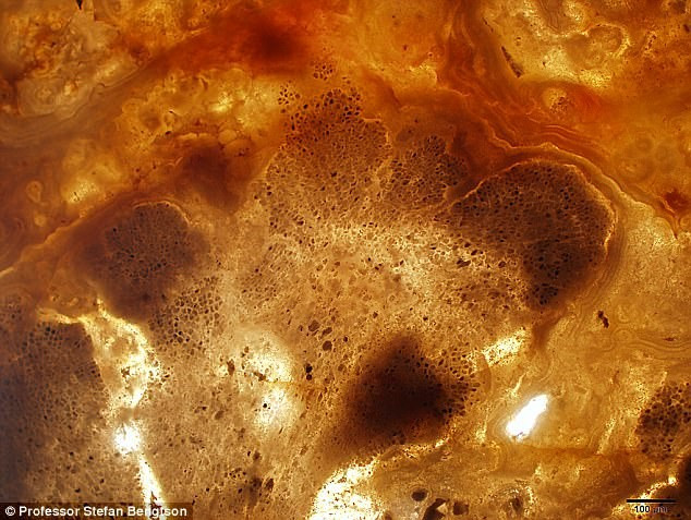 Picture 2 of The 1.6 billion year fossil shook the theory of life on Earth