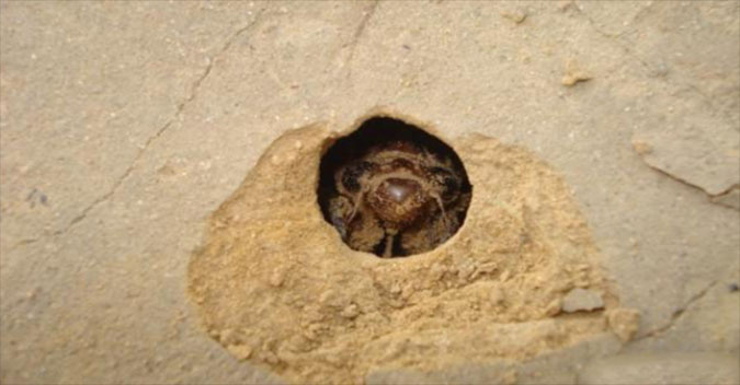 Picture 1 of The 17-year-old underground animal is a specialty in Vietnam