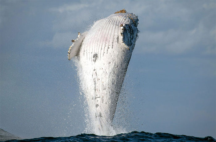 Picture 1 of The 20 ton humpback humpback whale stands on the sea surface