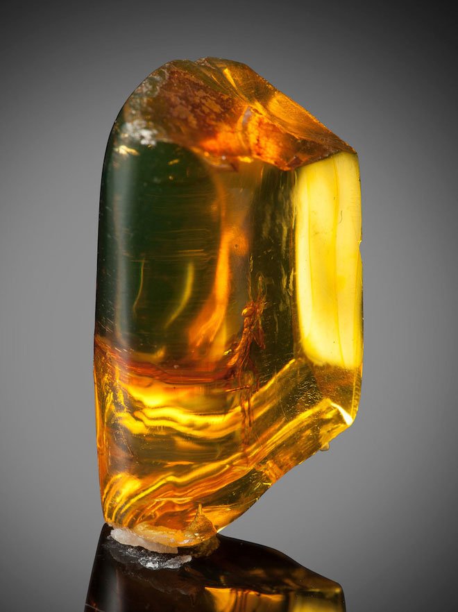 Picture 1 of The 30 million-year-old mantis is perfectly preserved in amber