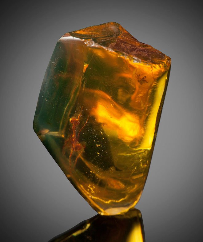 Picture 3 of The 30 million-year-old mantis is perfectly preserved in amber