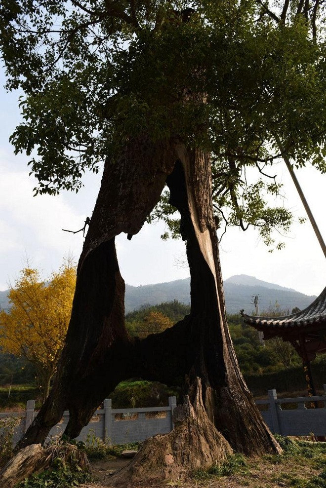 Picture 1 of The 300 year old hollow tree still lives healthy