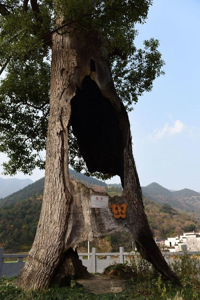 Picture 3 of The 300 year old hollow tree still lives healthy