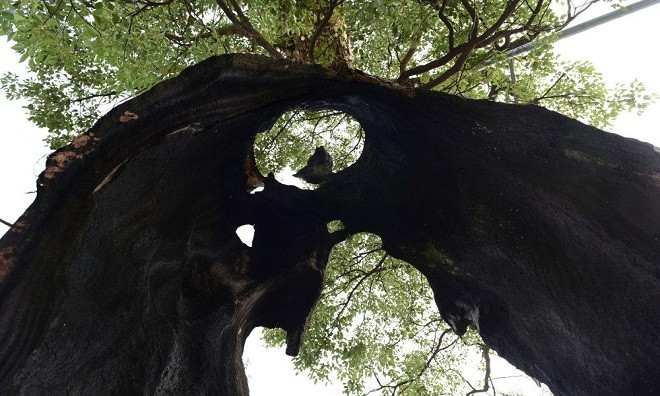 Picture 4 of The 300 year old hollow tree still lives healthy