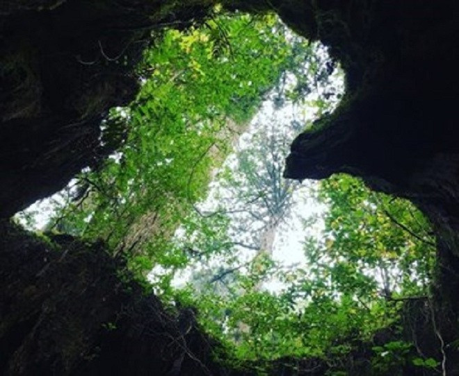 Picture 6 of The 300 year old hollow tree still lives healthy