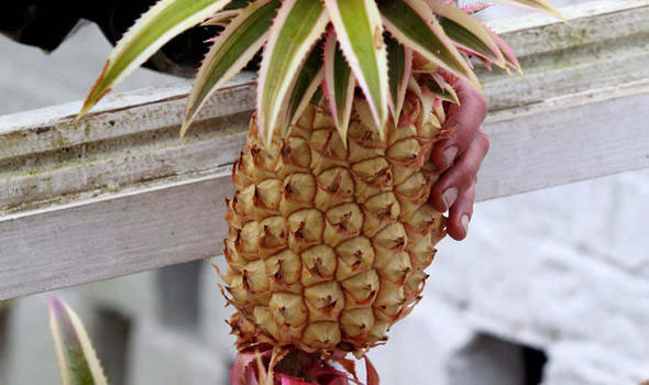 Picture 4 of The 4 most expensive fruits in the world, one that costs one Mercedes