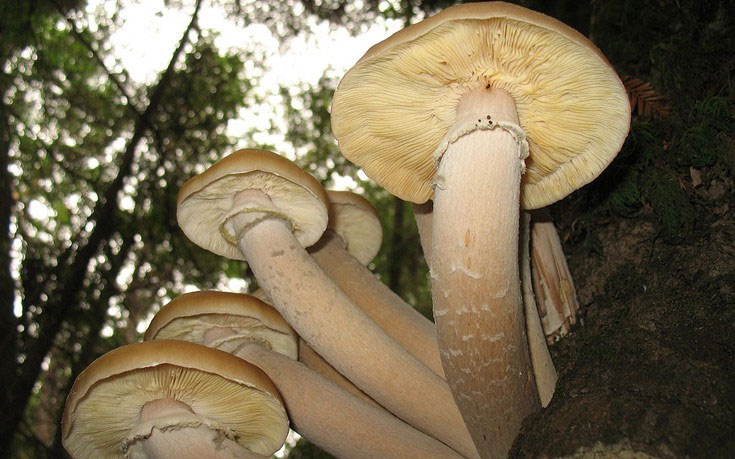 Picture 1 of The 400 ton mushroom covered the American forest