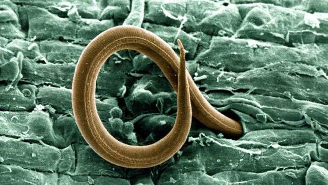 Picture 3 of The 41,000-year-old worm is resurrecting from ice