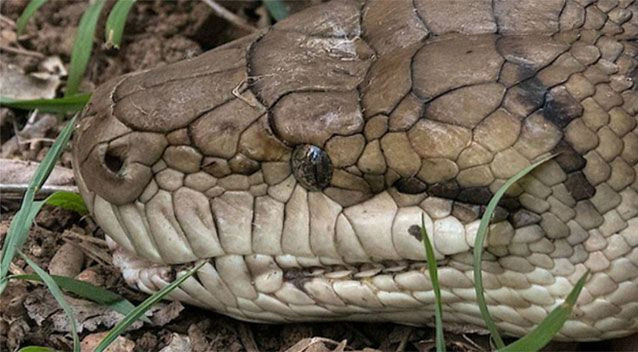 Picture 1 of The 4.6-meter python is captured when sneaking into the chicken coop
