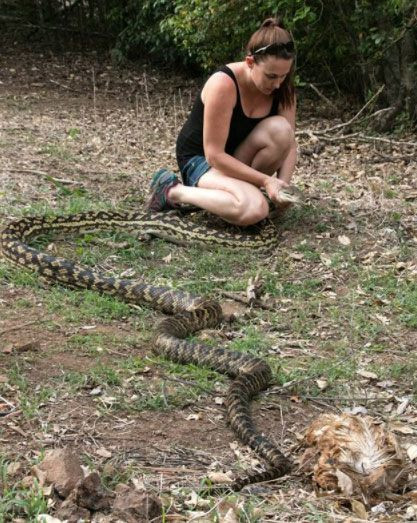 Picture 3 of The 4.6-meter python is captured when sneaking into the chicken coop