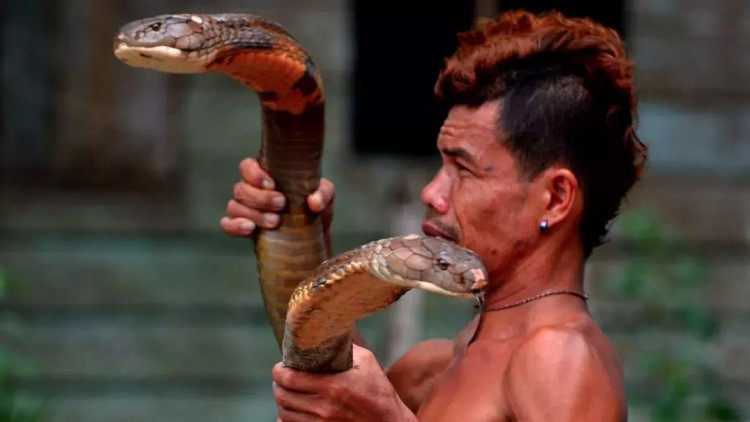 Picture 1 of The 4-meter-long tiger bears a severe illness when biting an Indonesian mutant
