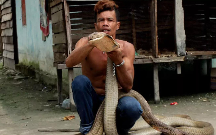 Picture 2 of The 4-meter-long tiger bears a severe illness when biting an Indonesian mutant