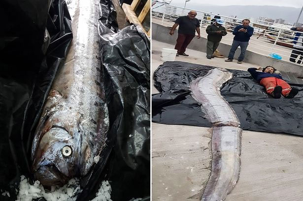 Picture 1 of The 5 meter long paddle fish is mistakenly thought to be a sea monster