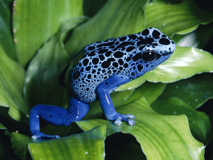 Picture 4 of The 5 most dangerous types of poison in the world
