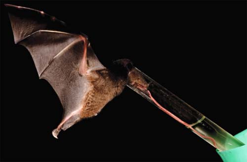 Picture 4 of The 5 most mysterious mysteries in the animal world