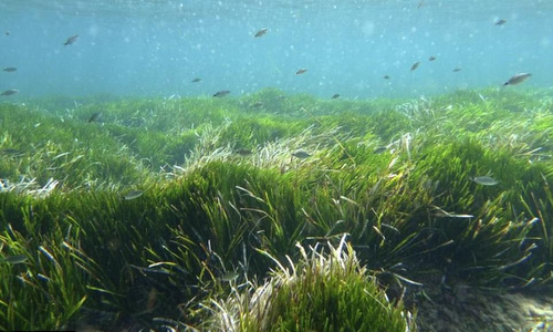 Picture 1 of The 5 oldest creatures on Earth