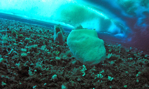 Picture 2 of The 5 oldest creatures on Earth