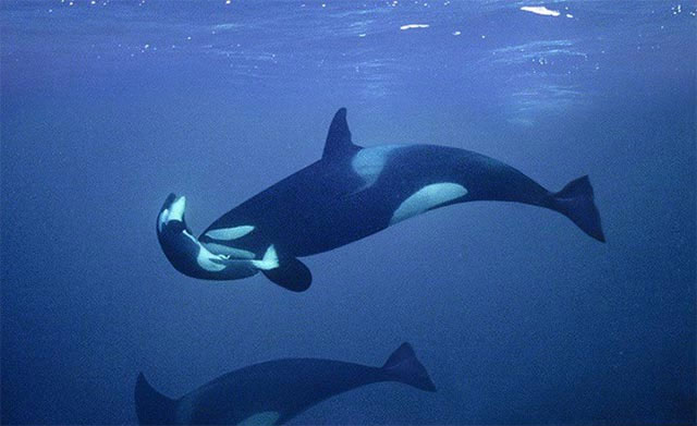 Picture 10 of The 5 reasons why killer whales are 'cold-blooded' geniuses of the ocean