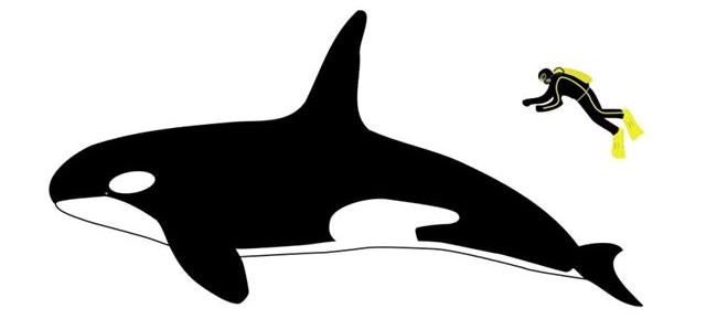 Picture 3 of The 5 reasons why killer whales are 'cold-blooded' geniuses of the ocean