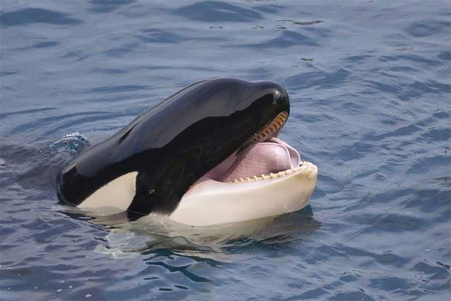 the-5-reasons-why-killer-whales-are-cold-blooded-geniuses-of-the-ocean