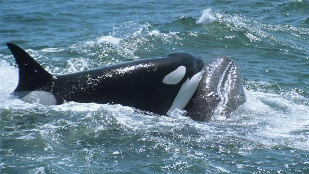 Picture 5 of The 5 reasons why killer whales are 'cold-blooded' geniuses of the ocean