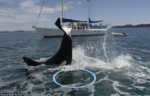 Picture 6 of The 5 reasons why killer whales are 'cold-blooded' geniuses of the ocean