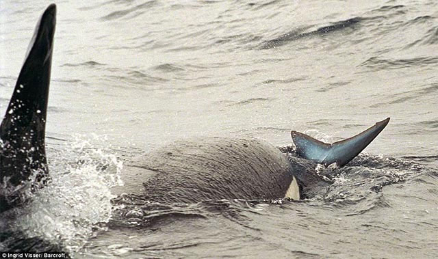Picture 7 of The 5 reasons why killer whales are 'cold-blooded' geniuses of the ocean