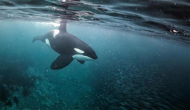 Picture 8 of The 5 reasons why killer whales are 'cold-blooded' geniuses of the ocean