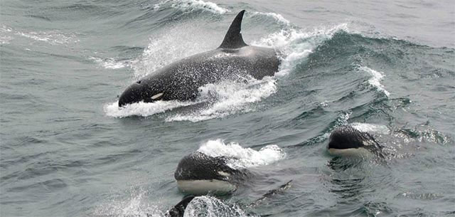 Picture 9 of The 5 reasons why killer whales are 'cold-blooded' geniuses of the ocean