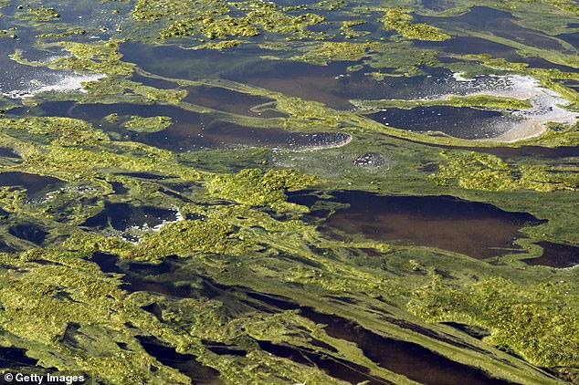 Picture 2 of The $ 50 trillion plan turns the Earth desert into millions of oases