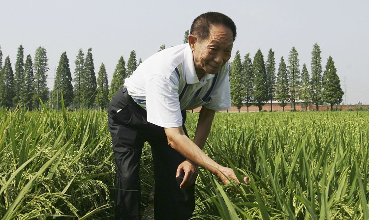 Picture 1 of The 87-year-old scientist deciphered the secret of growing rice with ... salty water
