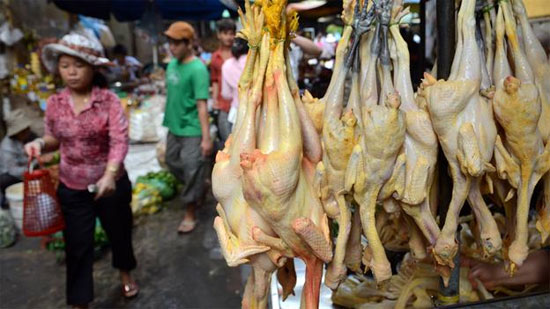 Picture 1 of The 9th death due to H5N1 infection in Cambodia