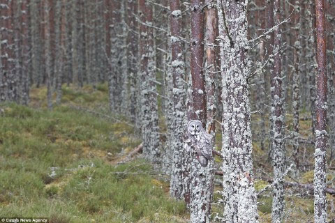 Picture 10 of The ability of extreme animal camouflage