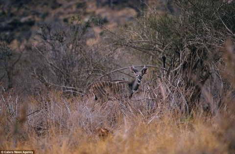 Picture 11 of The ability of extreme animal camouflage