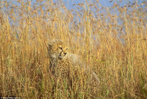 Picture 12 of The ability of extreme animal camouflage