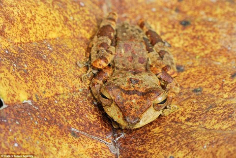 Picture 13 of The ability of extreme animal camouflage