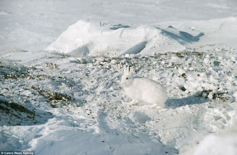 Picture 14 of The ability of extreme animal camouflage