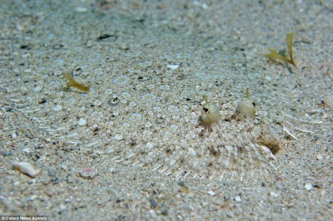 Picture 8 of The ability of extreme animal camouflage
