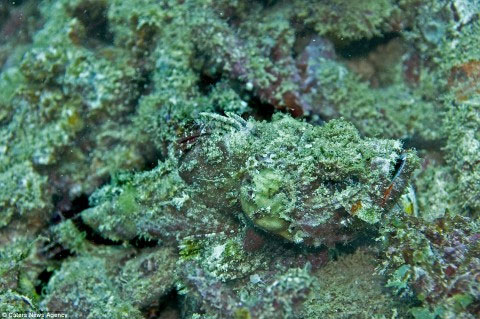 Picture 9 of The ability of extreme animal camouflage