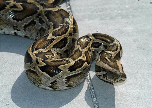Picture 1 of The ability to bulge the giant python's terrifying organs