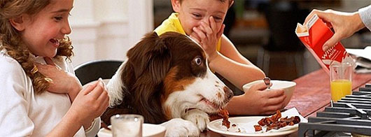 Picture 3 of The ability to read the supernatural person of dogs