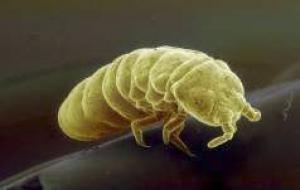 Picture 1 of The ability to survive in the frozen environment of the tail beetle turned on