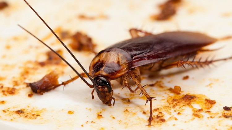 Picture 1 of The ability to turn cockroaches into dead hard creatures